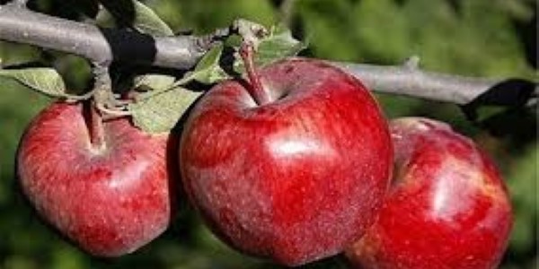 تصویر 4 از خرید سیب قرمز شاهرود + قیمت عالی باکیفیت